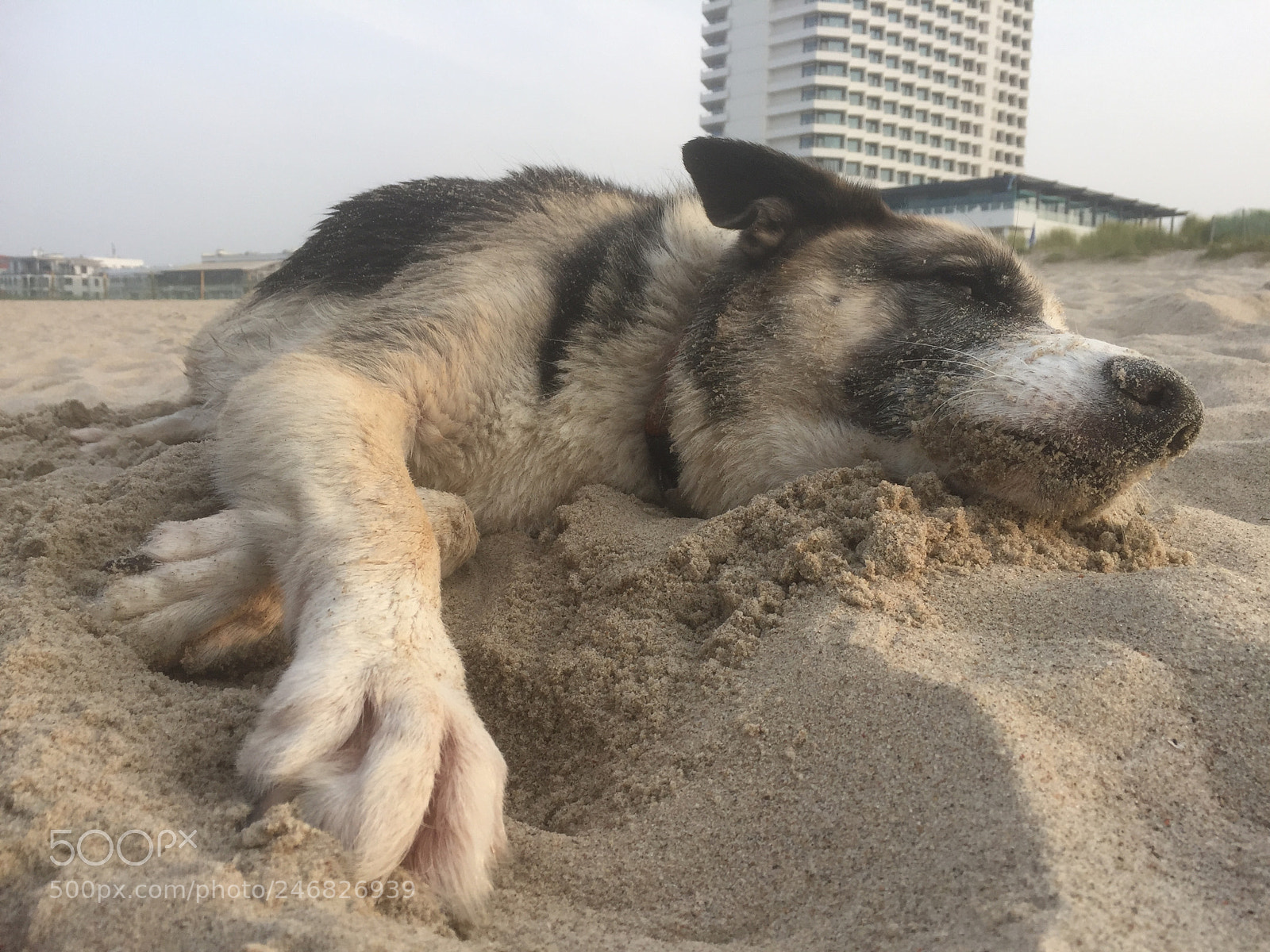 Apple iPhone 6 sample photo. Cool dog photography
