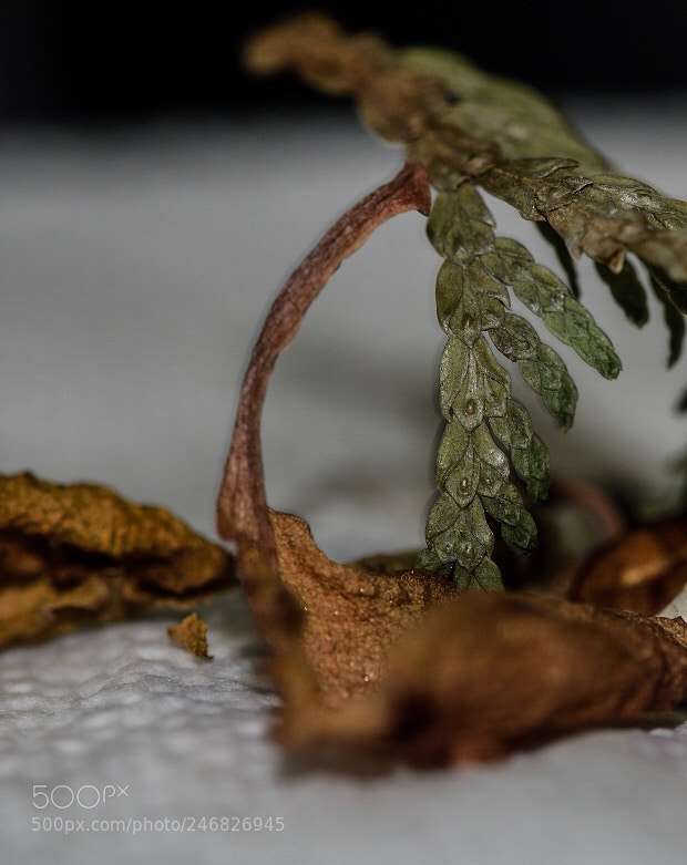 Nikon D810 sample photo. Untitled photography