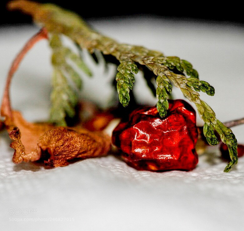 Nikon D810 sample photo. Untitled photography
