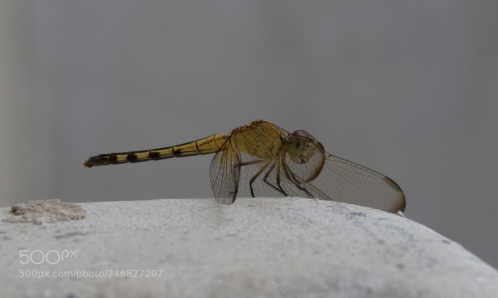 Canon EOS 1200D (EOS Rebel T5 / EOS Kiss X70 / EOS Hi) sample photo. The perfect chopter photography