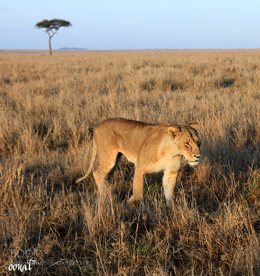 Canon EOS 500D (EOS Rebel T1i / EOS Kiss X3) sample photo. Lionness, maasai mara photography