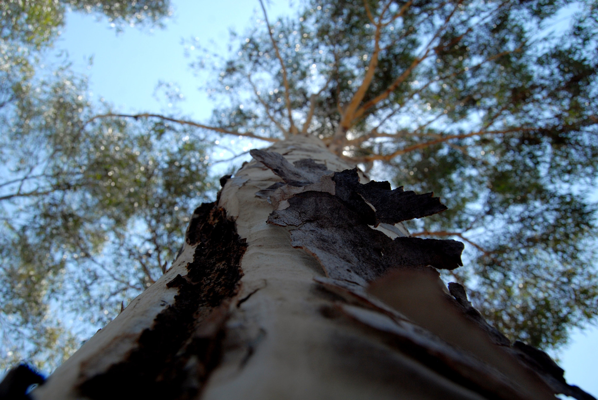 Nikon D40X sample photo. Look photography