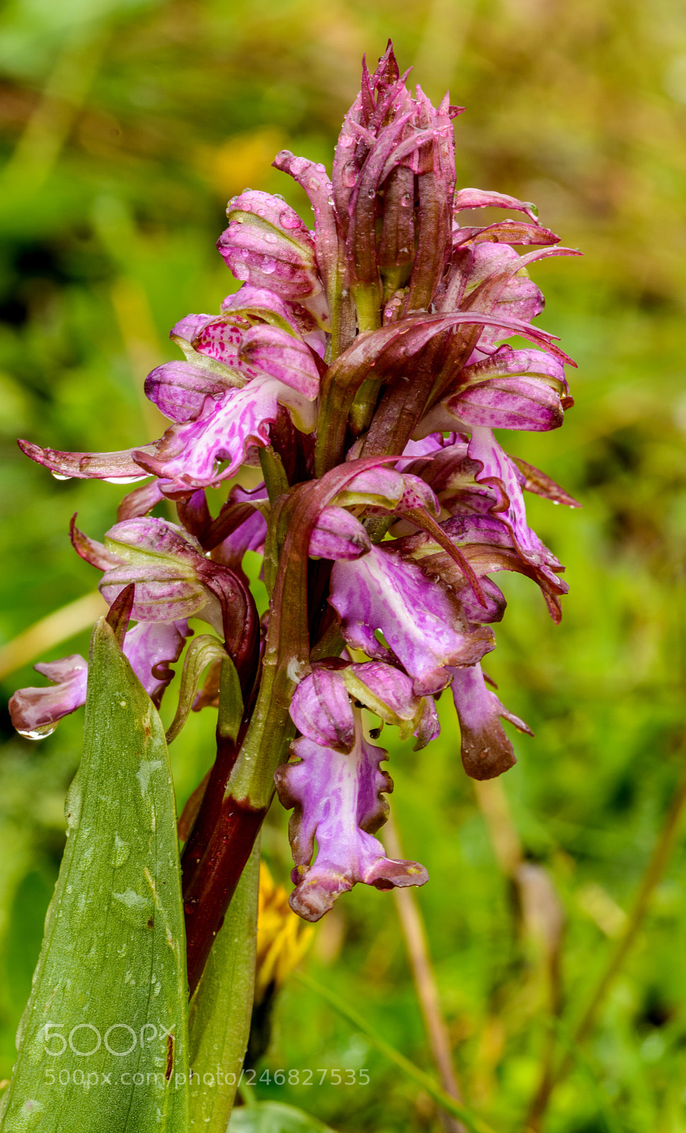 Nikon D7100 sample photo. Wild orchid photography