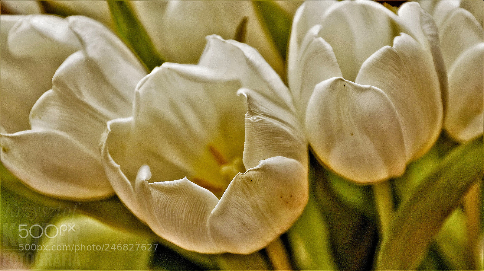 Sony SLT-A58 sample photo. White tulip photography