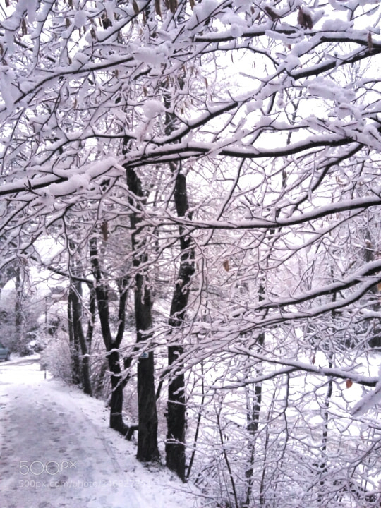 Samsung Galaxy A3 sample photo. Winter trees photography