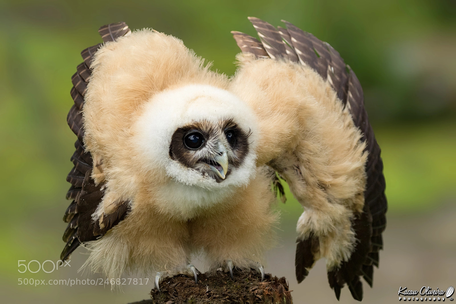 Canon EOS 7D Mark II sample photo. Tawny-browed owl photography