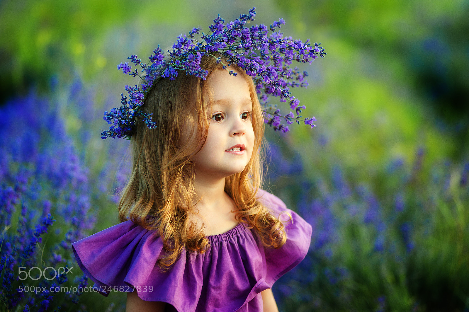 Nikon D700 sample photo. Little girl on lavender photography
