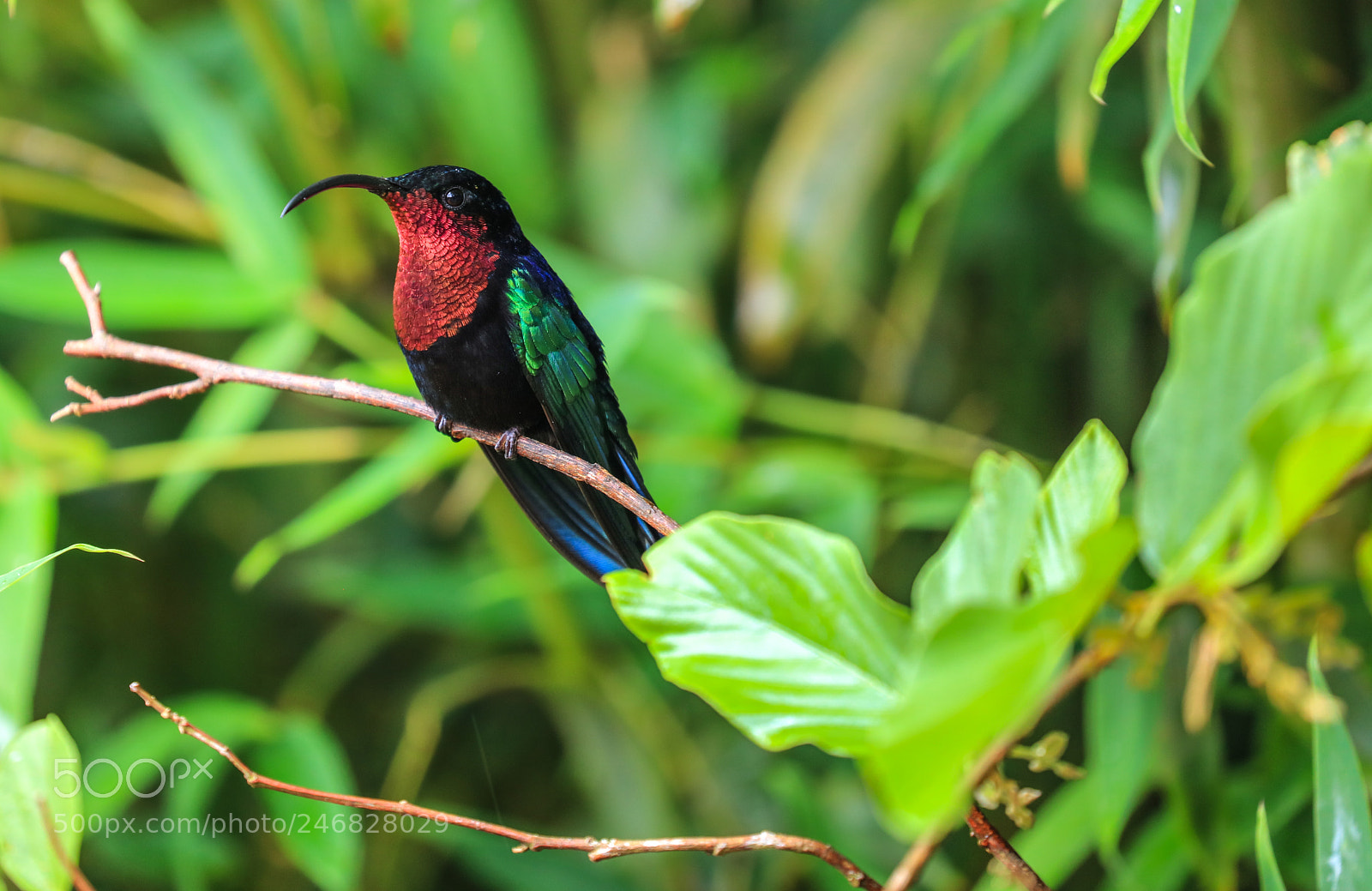 Canon EOS 5DS R sample photo. Martinique  4 photography