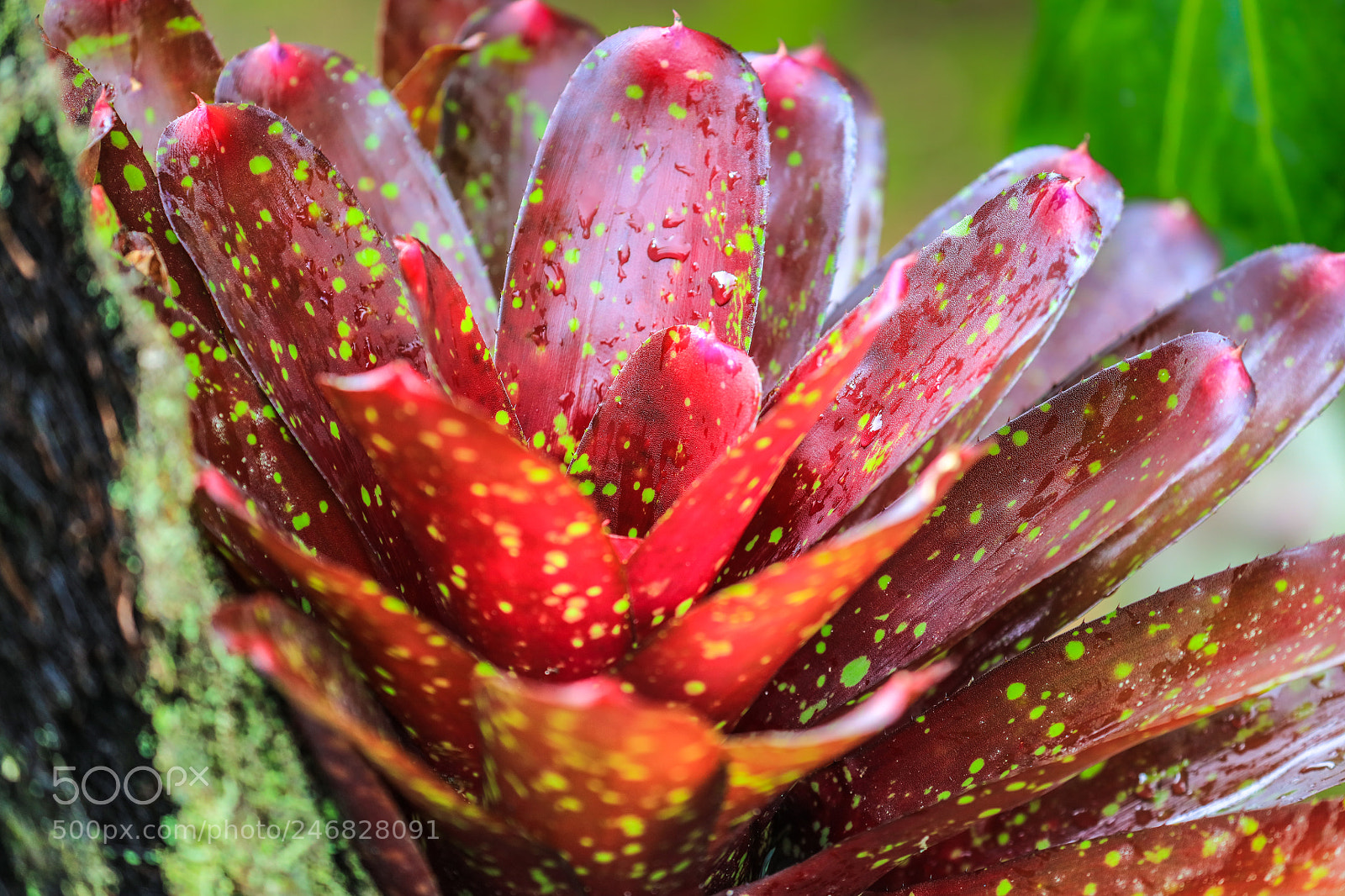 Canon EOS 5DS R sample photo. Martinique  5 photography