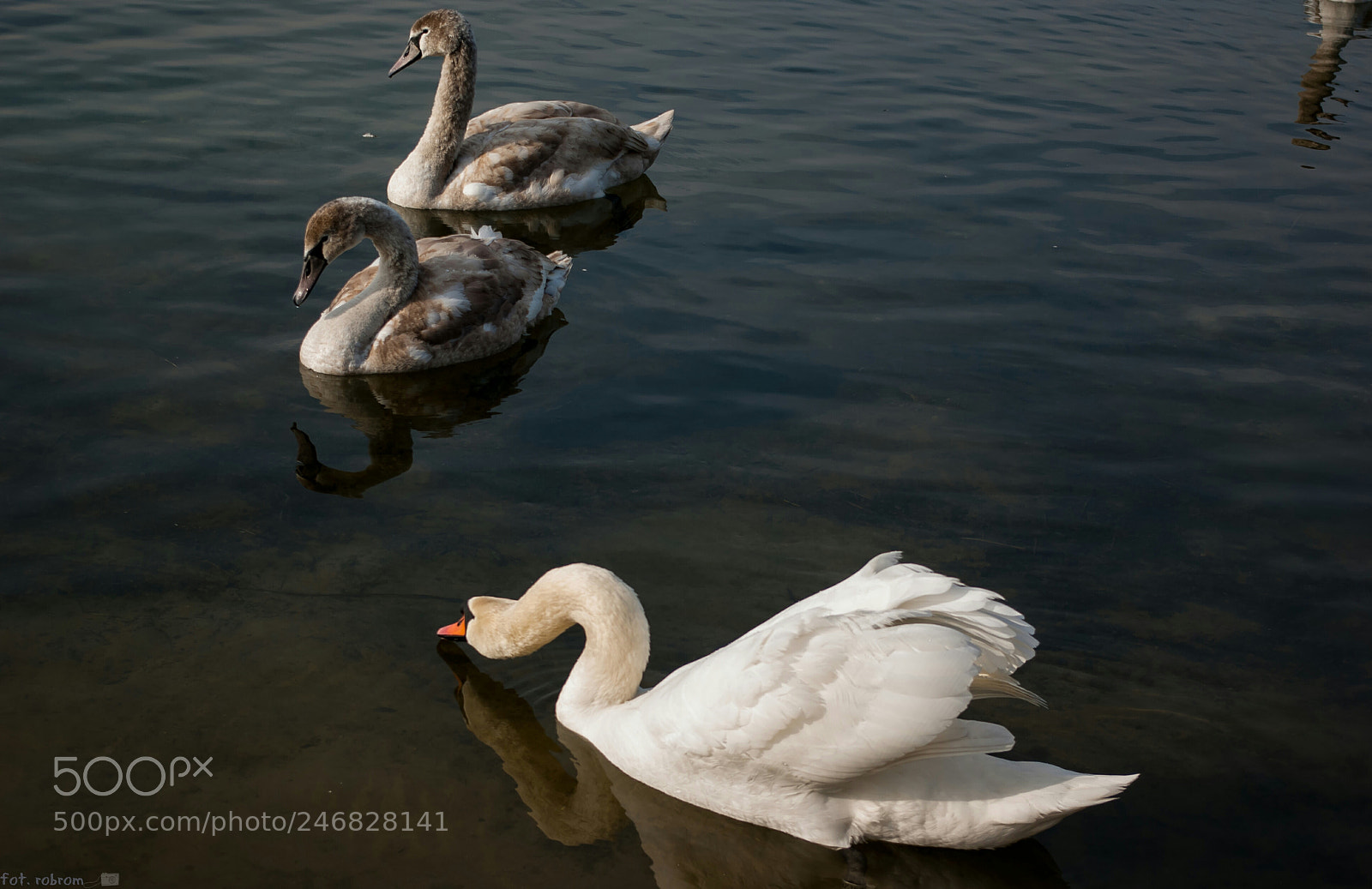 Pentax K10D sample photo. Swan photography