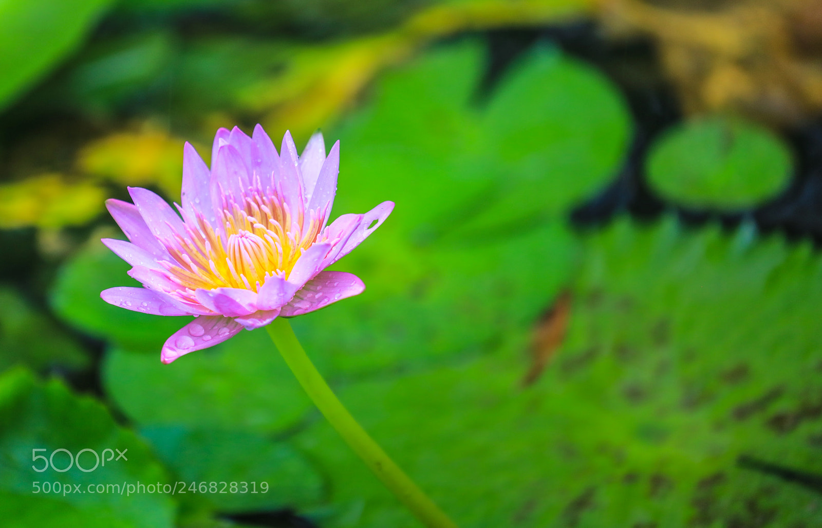 Canon EOS 5DS R sample photo. Martinique  11 photography