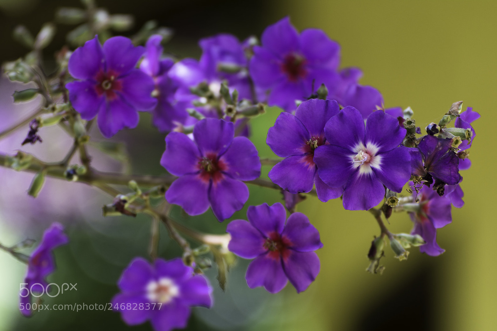 Nikon D7100 sample photo. Flowers photography