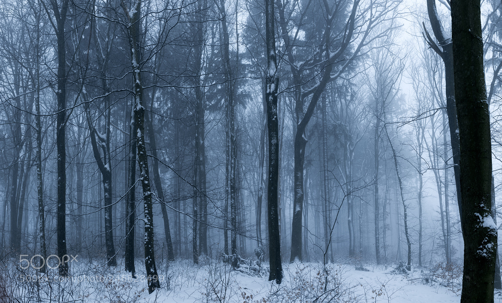 Nikon D850 sample photo. Winter forest in fog photography