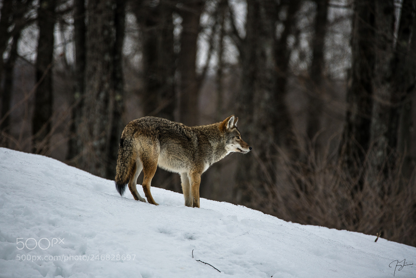 Sony a7R II sample photo. Coyote photography