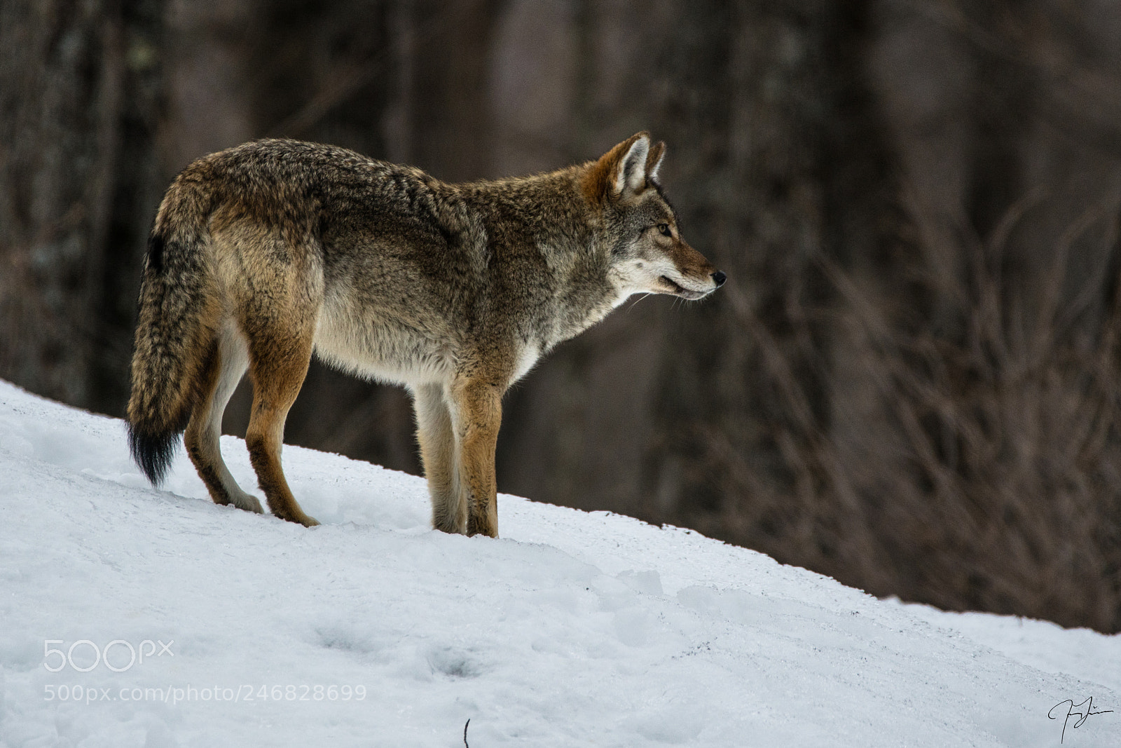 Sony a7R II sample photo. Coyote photography