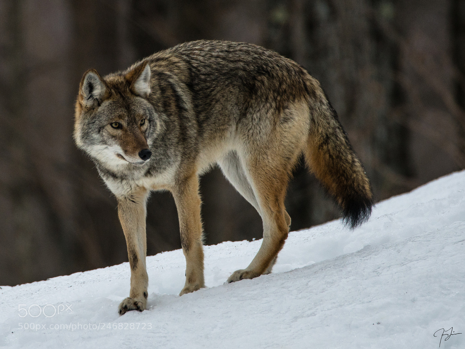 Sony a7R II sample photo. Coyote closeup photography
