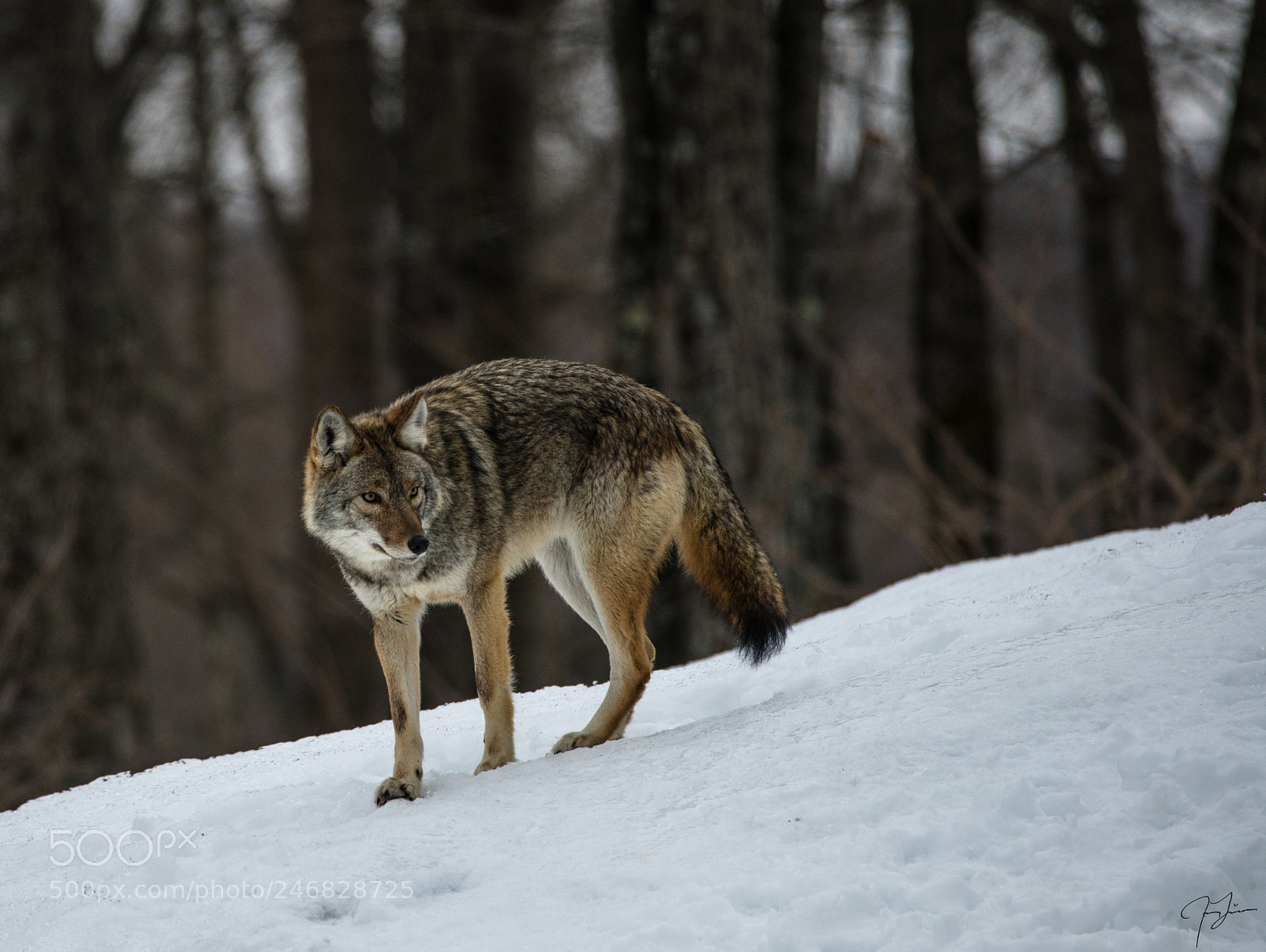 Sony a7R II sample photo. Coyote photography