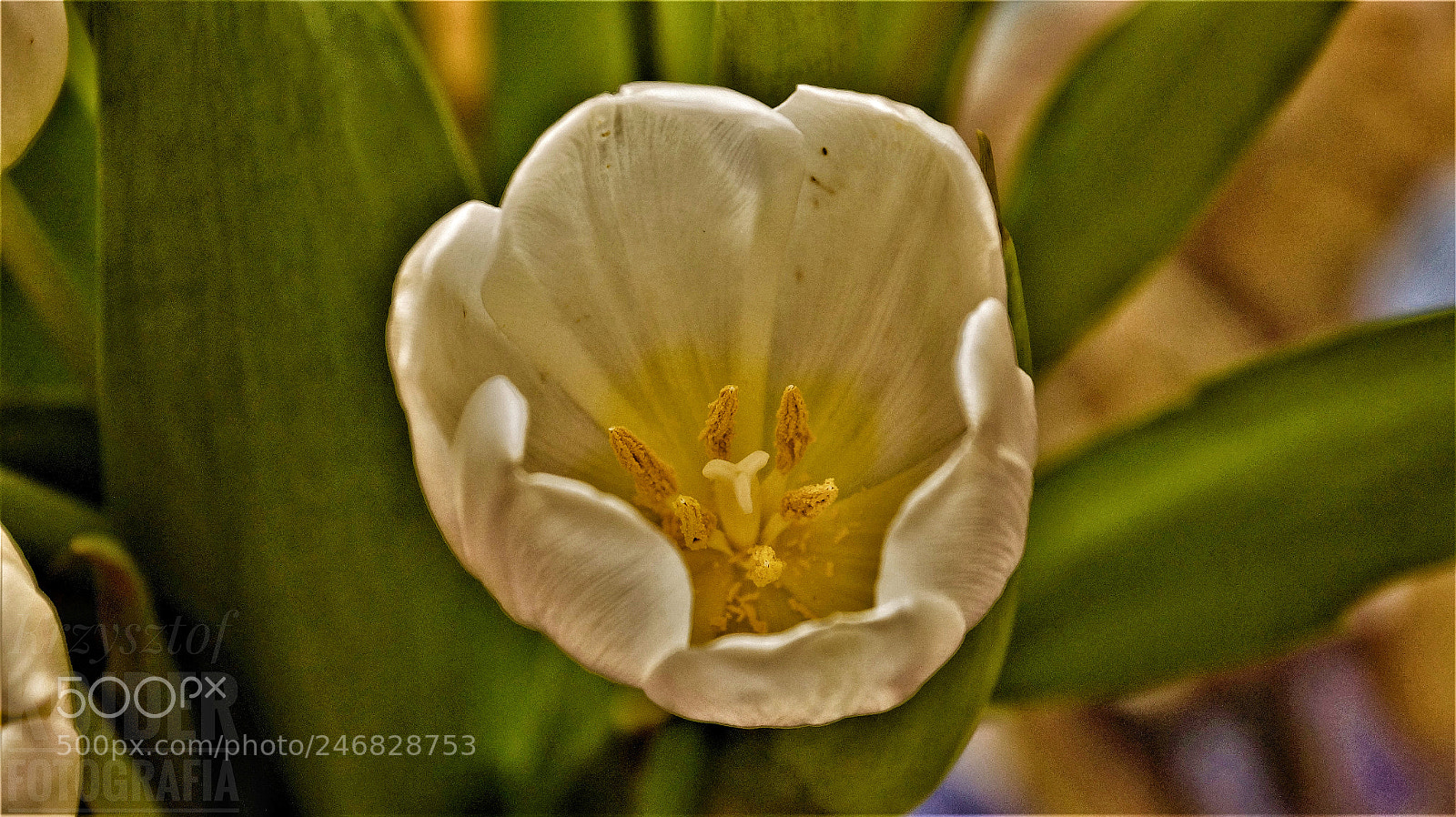 Sony SLT-A58 sample photo. White tulip photography