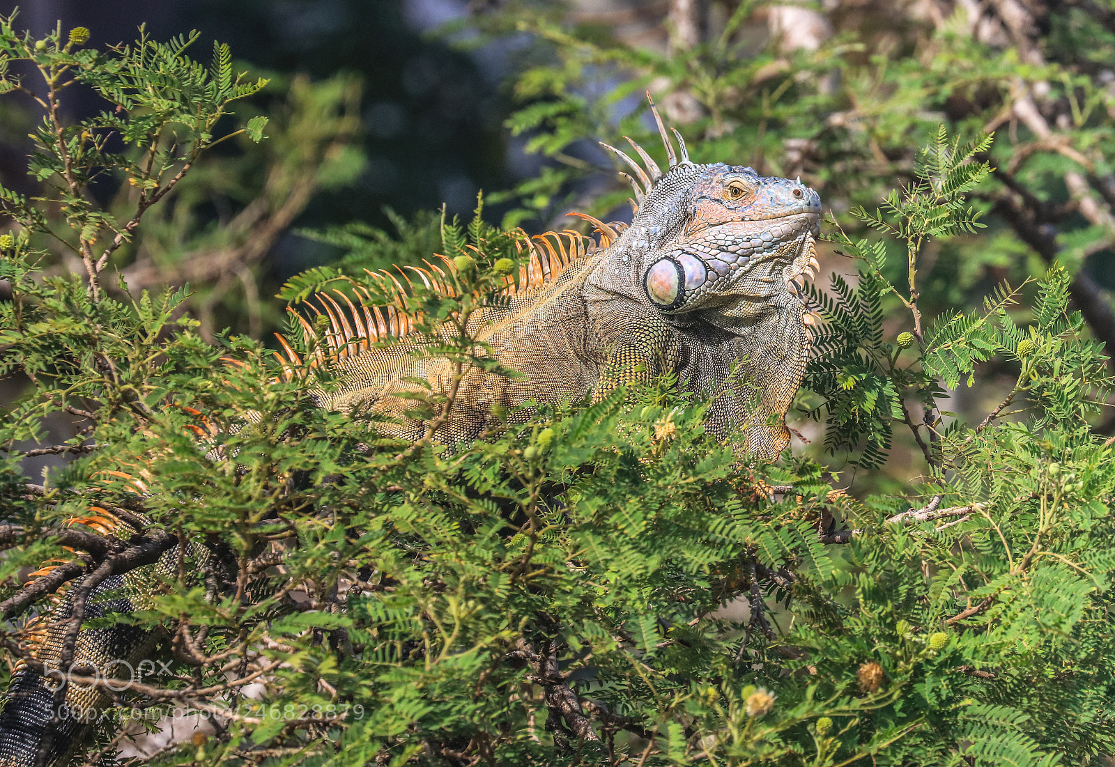 Canon EOS 5DS R sample photo. Martinique  28 photography