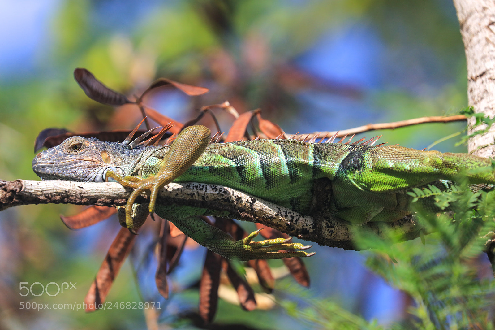 Canon EOS 5DS R sample photo. Martinique  29 photography