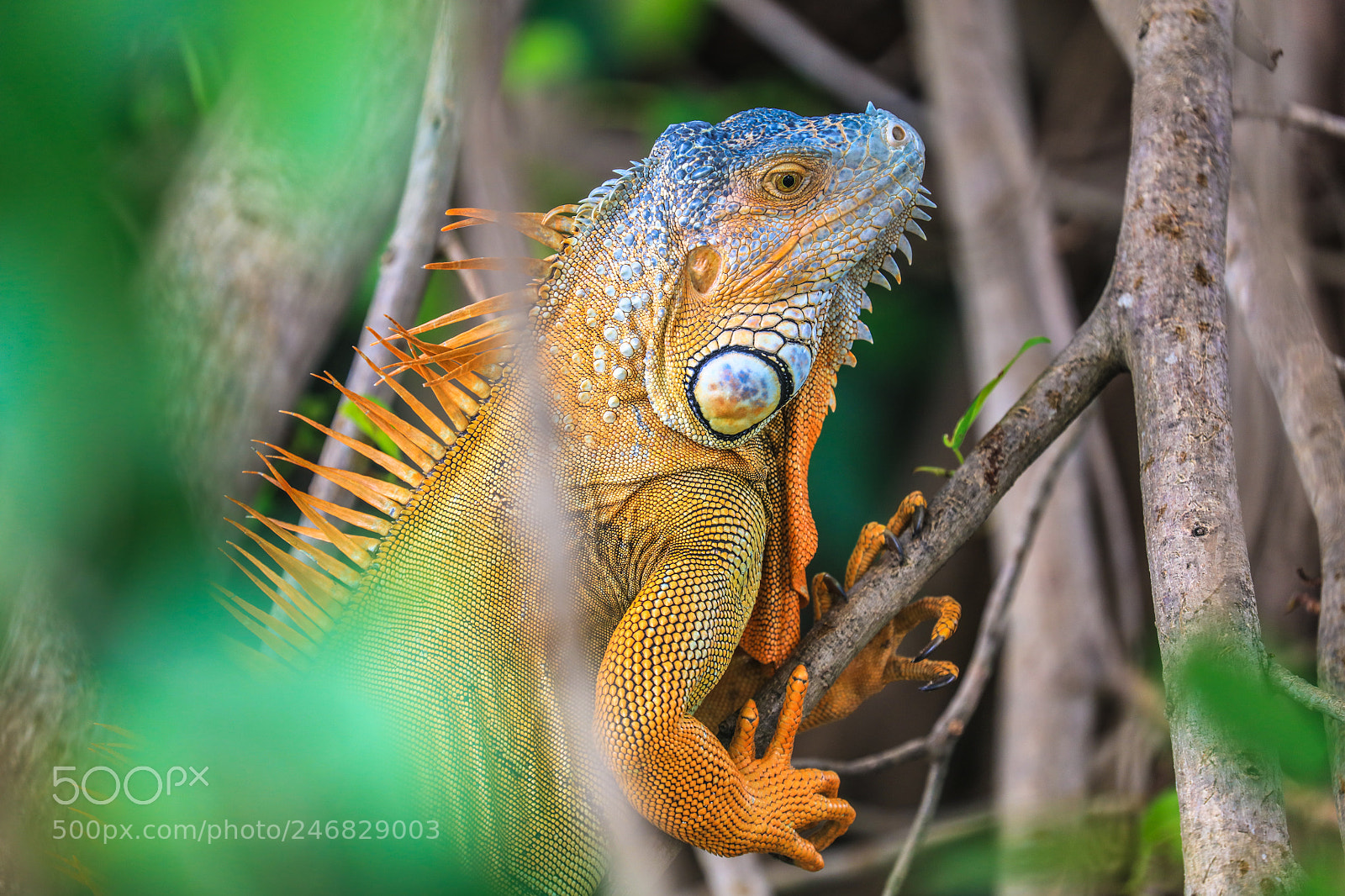 Canon EOS 5DS R sample photo. Martinique  30 photography