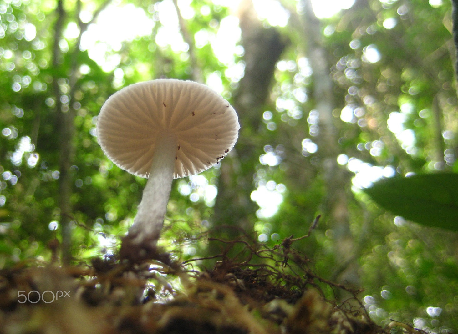 Canon POWERSHOT SD1000 sample photo. Entoloma sp.? gymnopus? hydropus? photography