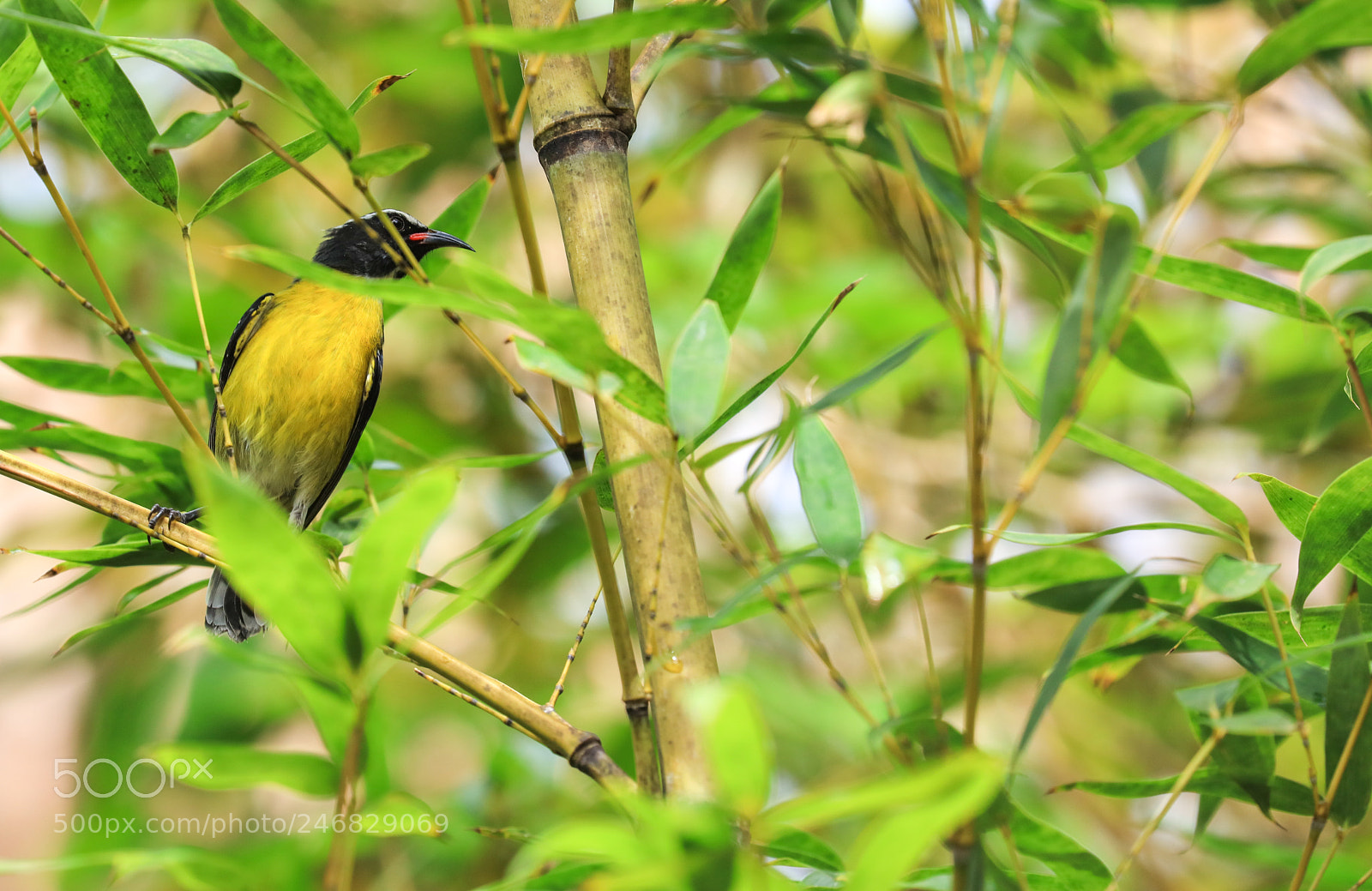 Canon EOS 5DS R sample photo. C photography