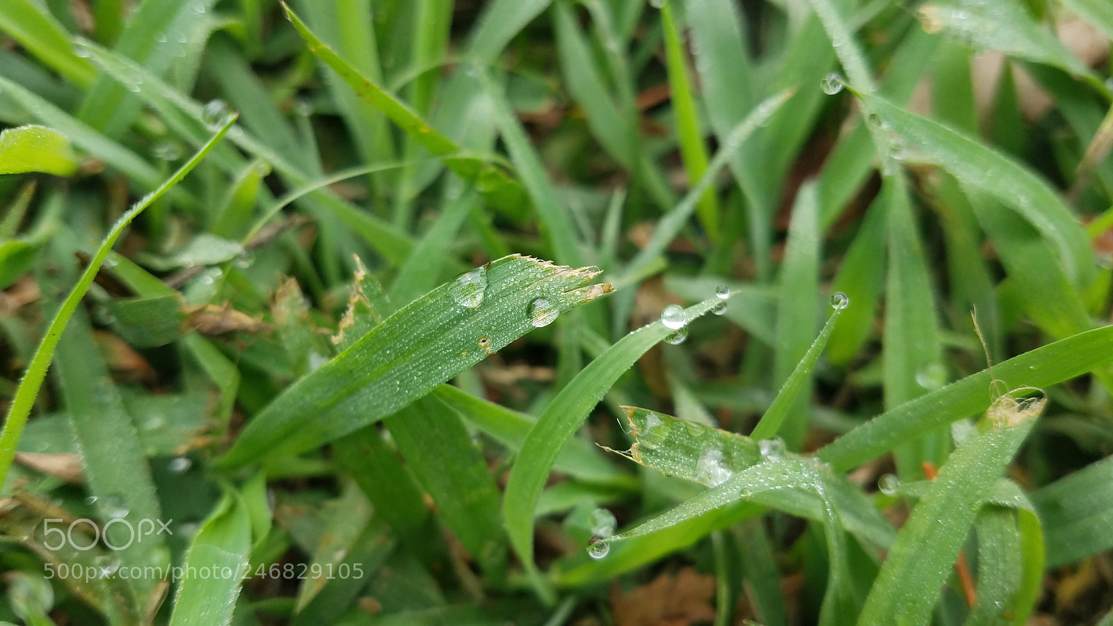 Samsung Galaxy S7 sample photo. Dew you? photography