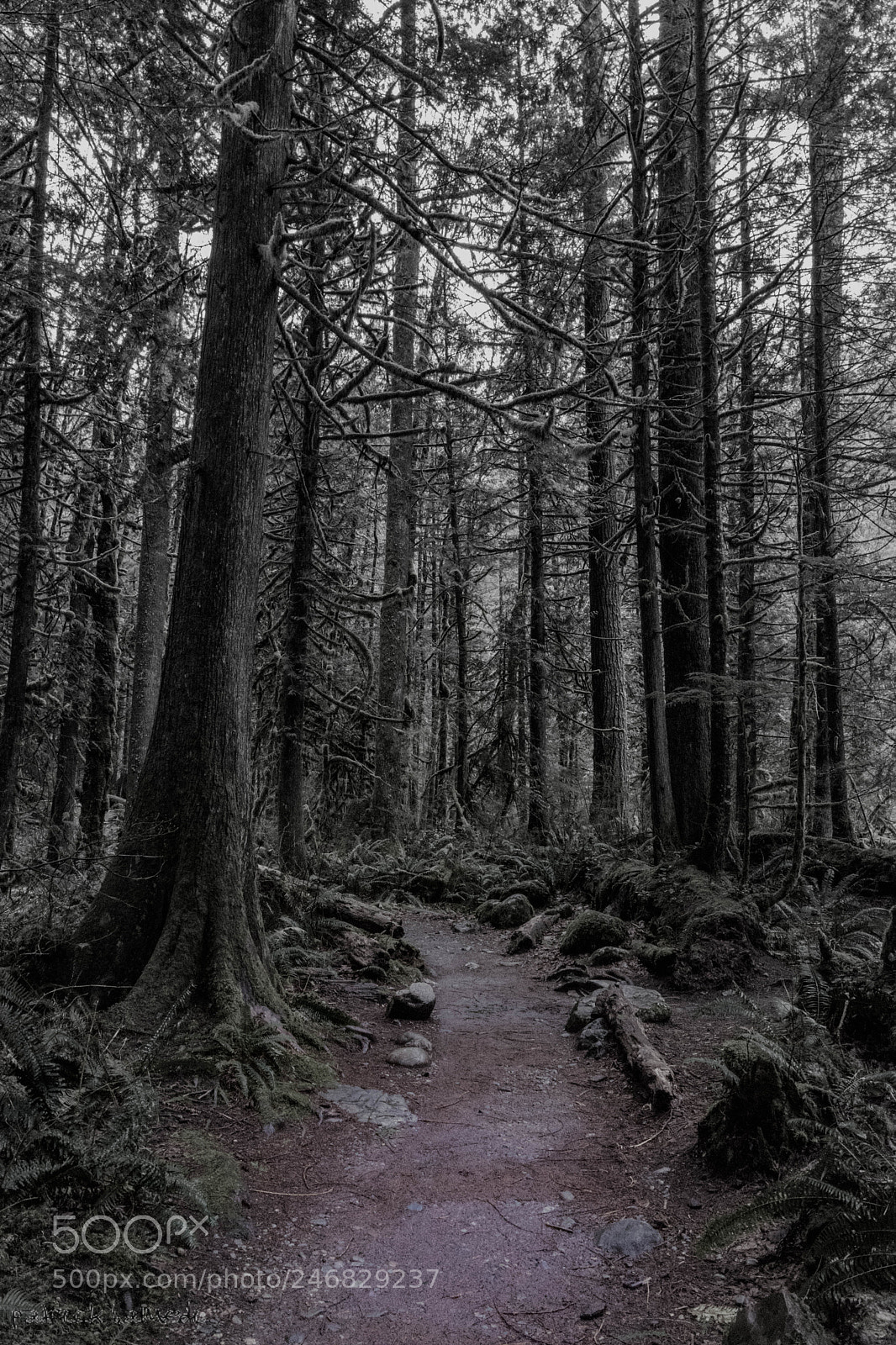 Sony a7 II sample photo. Trees photography