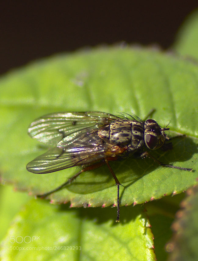 Nikon D5600 sample photo. Fly photography