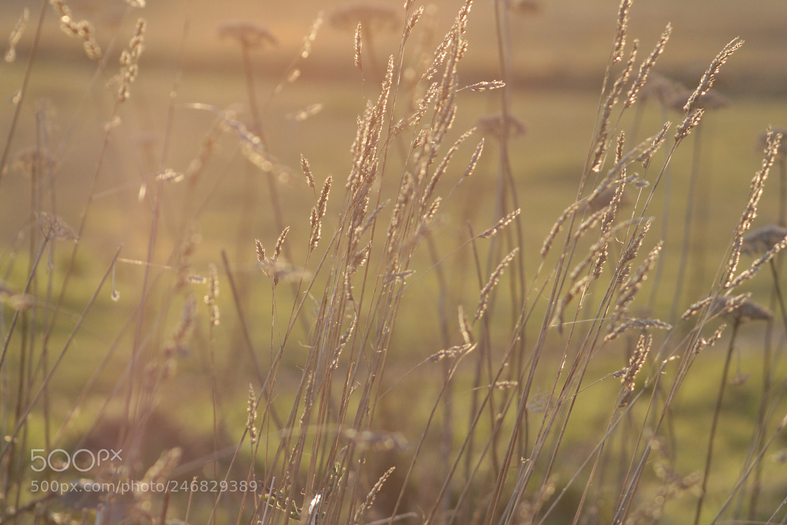 Canon EOS 500D (EOS Rebel T1i / EOS Kiss X3) sample photo. Grass get together, exclusive photography