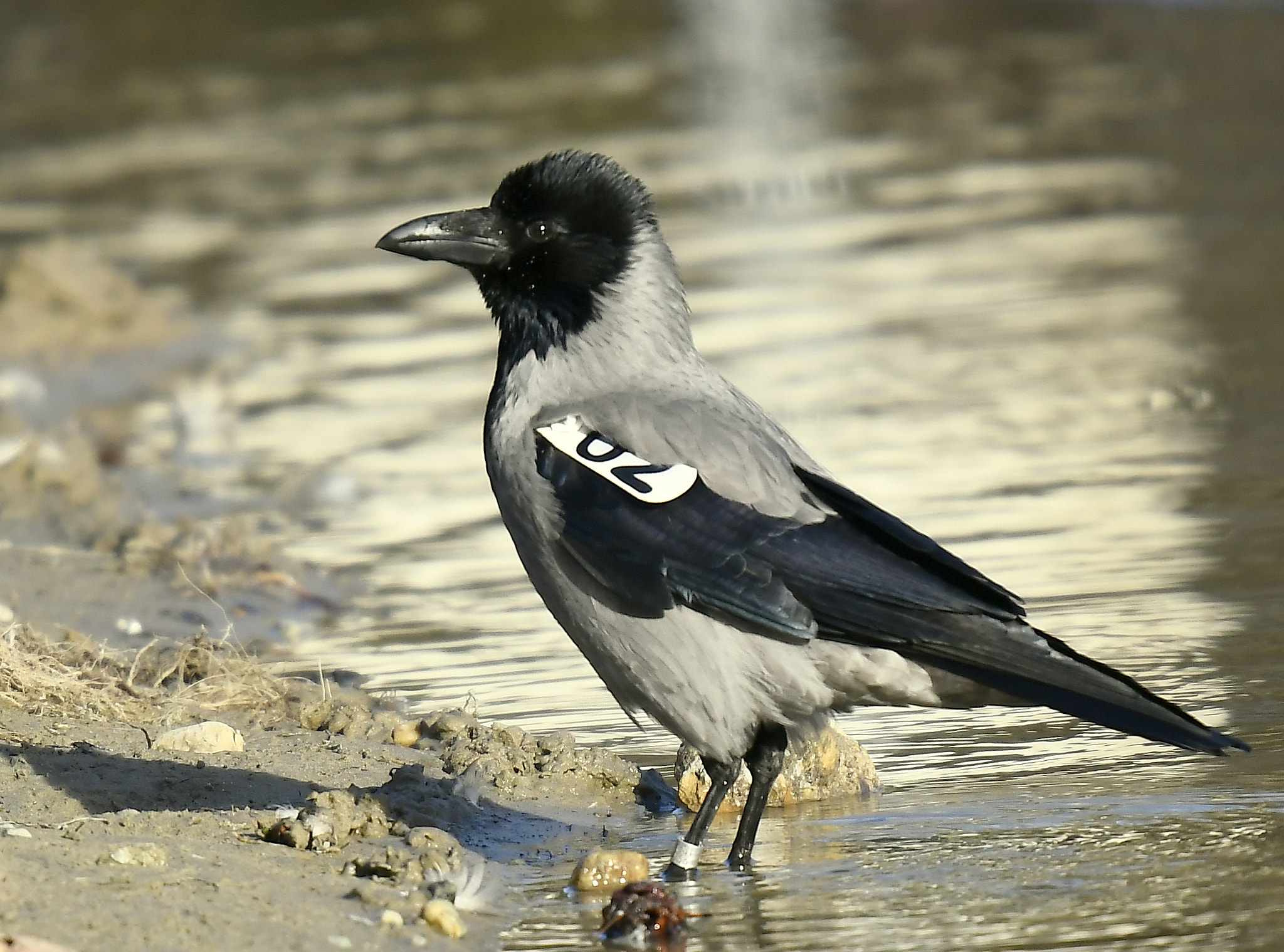 Nikon D500 + Nikon Nikkor AF-S 300mm F4E PF ED VR sample photo. Take into account...(hungary) photography