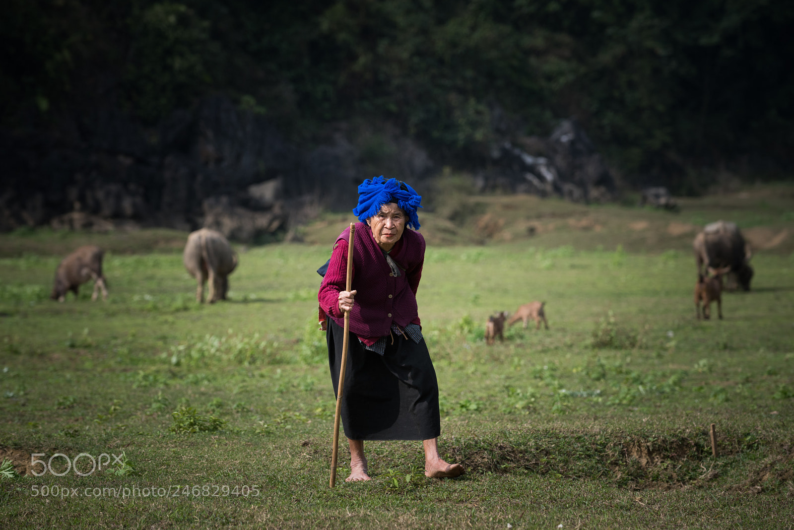 Nikon D810 sample photo. Vietnamese herder photography