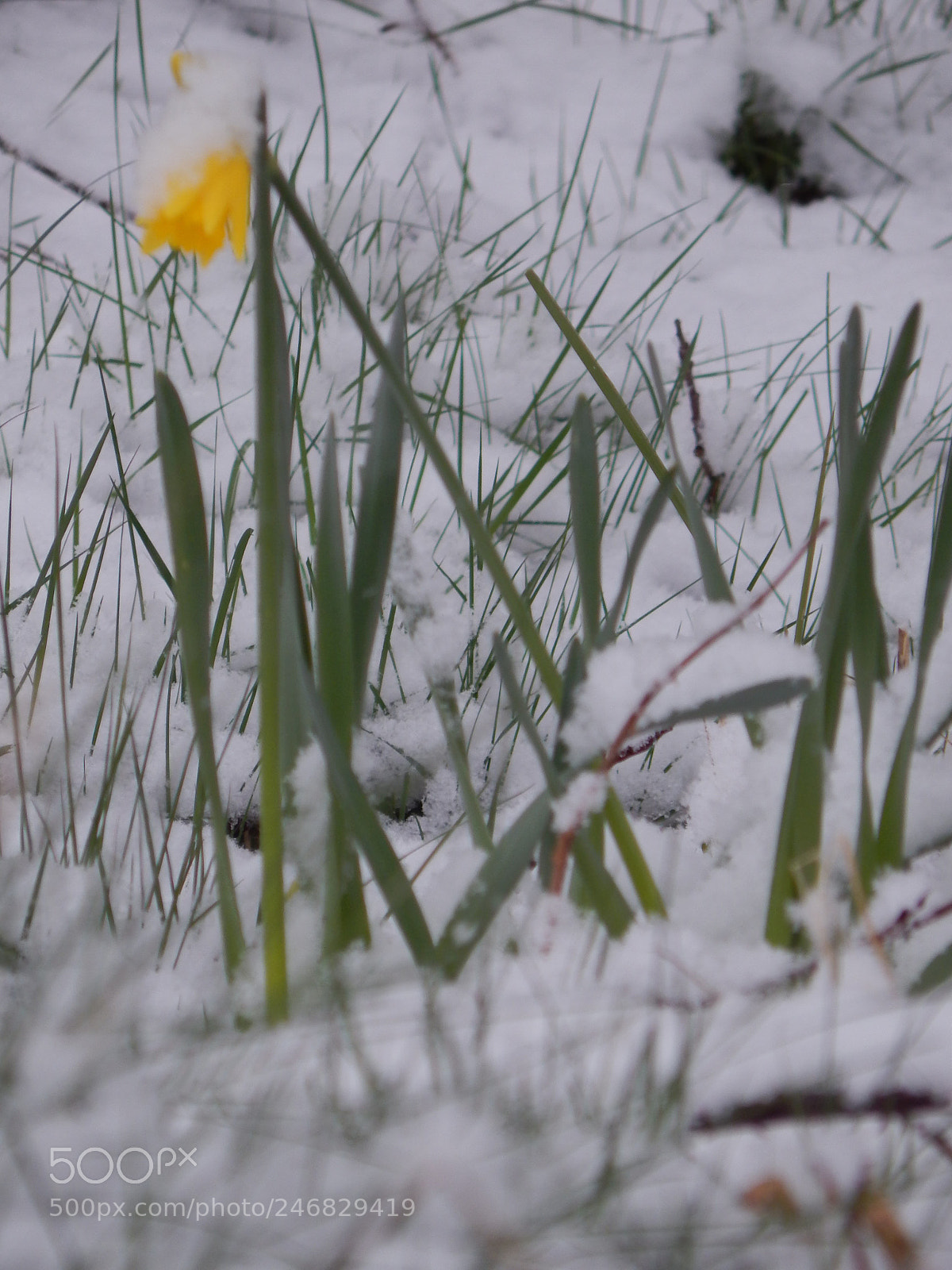 Nikon Coolpix L820 sample photo. Spring? photography