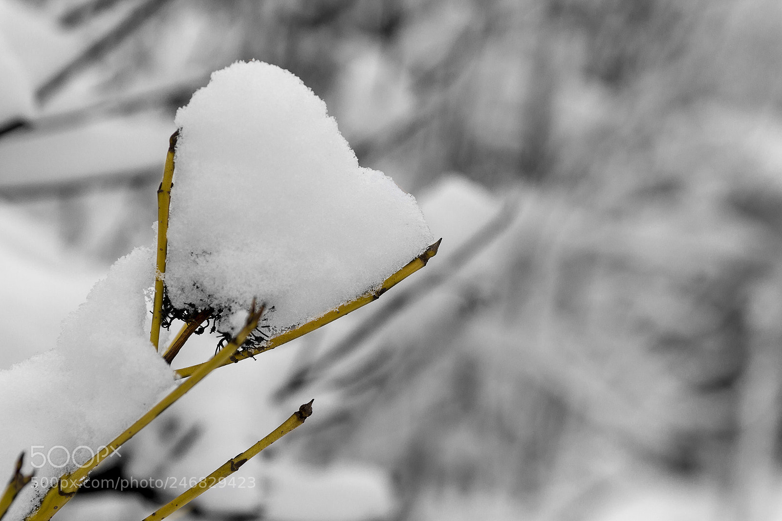 Canon EOS 600D (Rebel EOS T3i / EOS Kiss X5) sample photo. A vengeful heart... photography