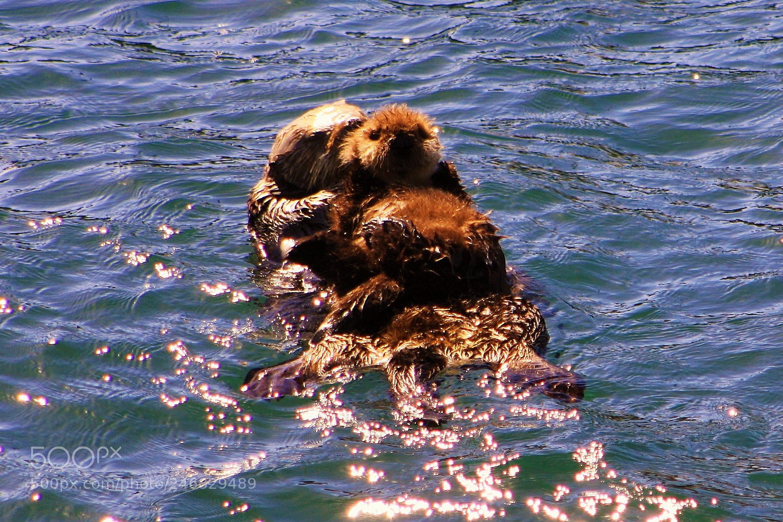 Canon EOS 1000D (EOS Digital Rebel XS / EOS Kiss F) sample photo. Cute baby otter photography