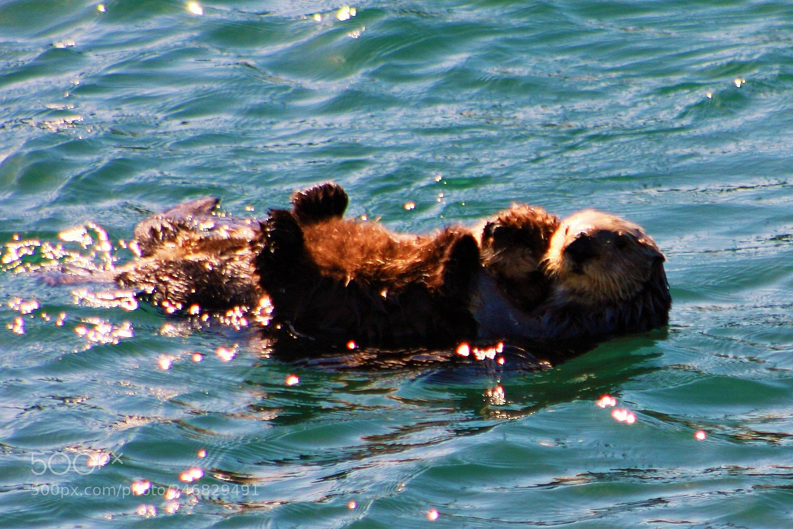 Canon EOS 1000D (EOS Digital Rebel XS / EOS Kiss F) sample photo. Mommy and baby sea photography