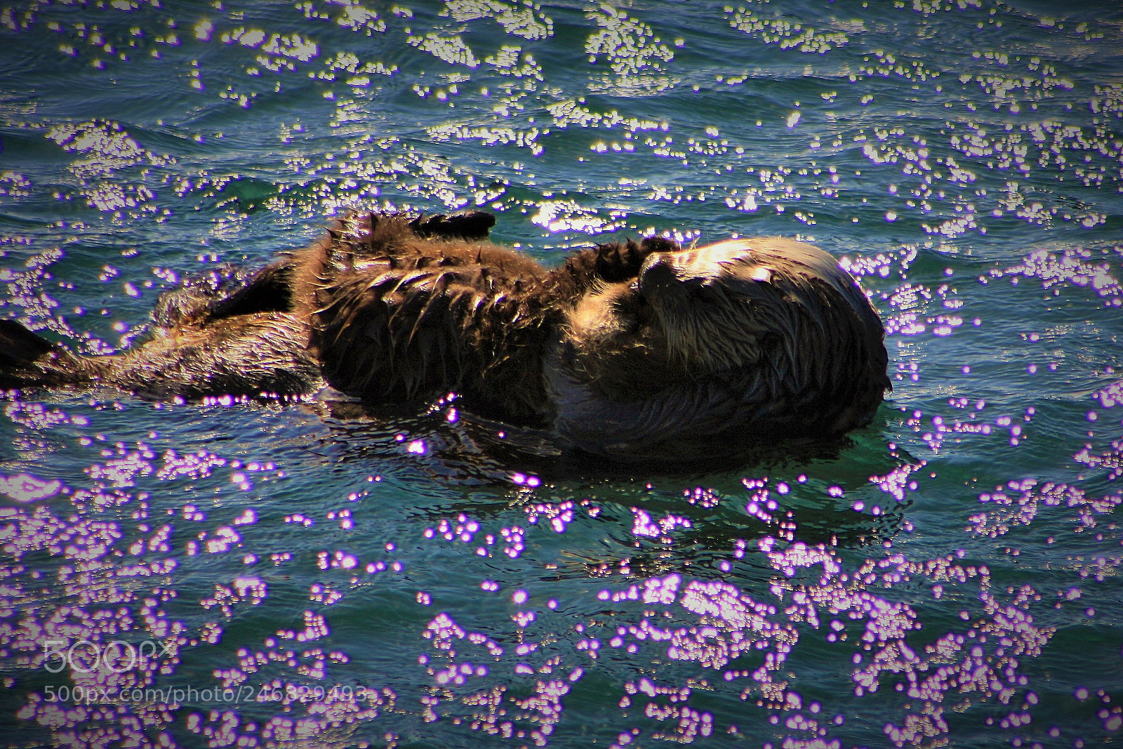 Canon EOS 1000D (EOS Digital Rebel XS / EOS Kiss F) sample photo. Sea otter love photography