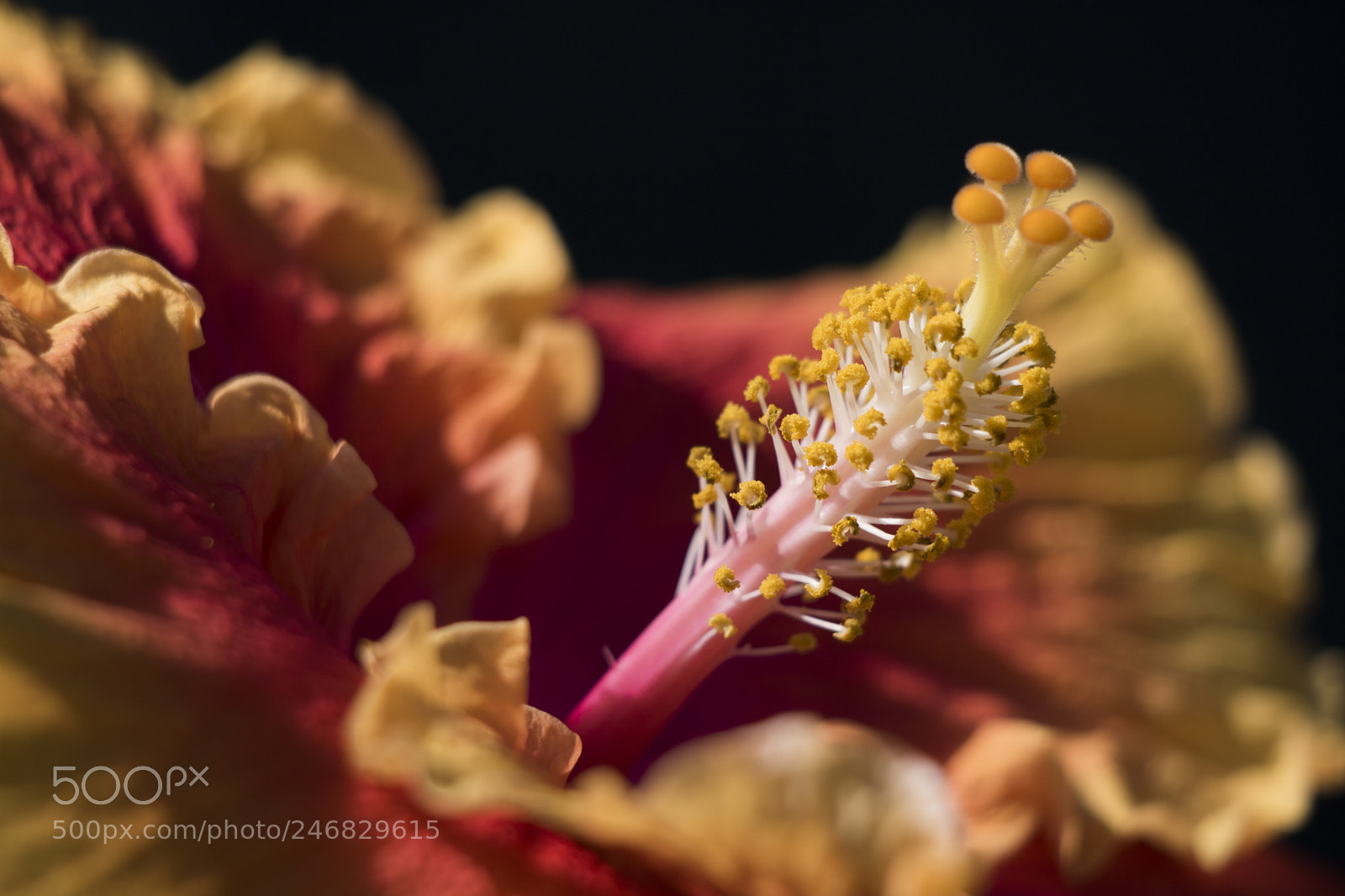 Canon EOS 760D (EOS Rebel T6s / EOS 8000D) sample photo. An amazing macro! photography