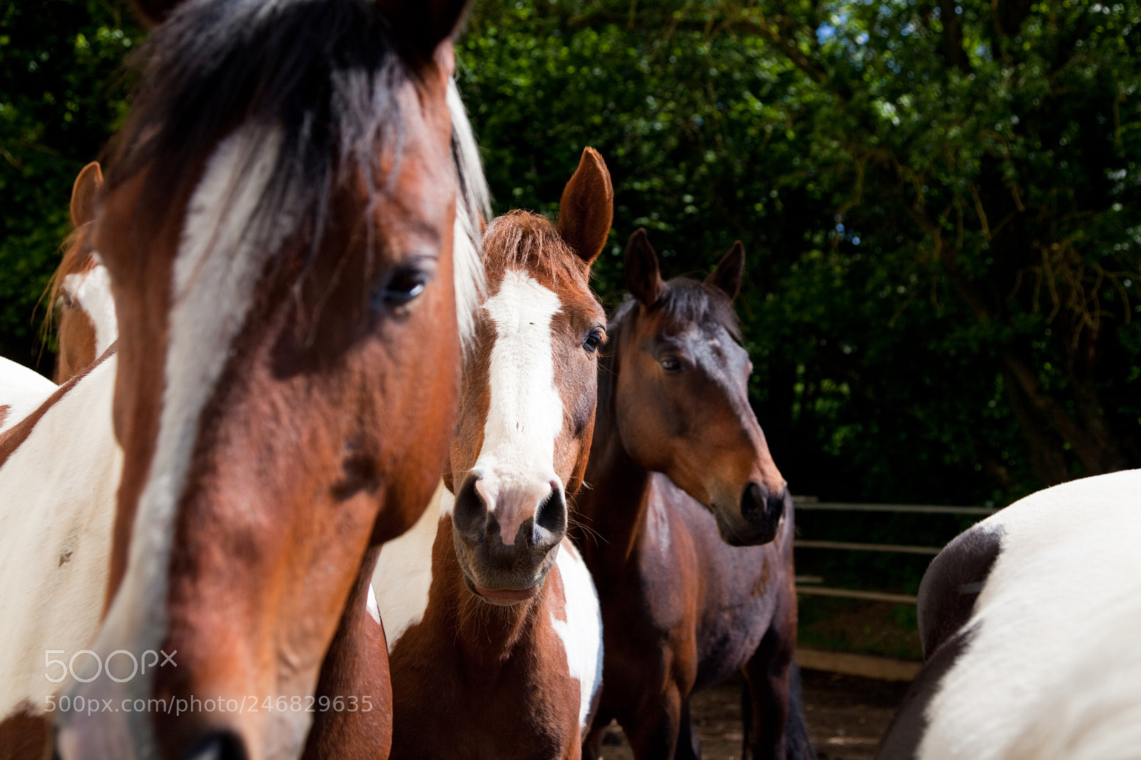 Canon EOS 5D Mark II sample photo. Mares in a paddock photography