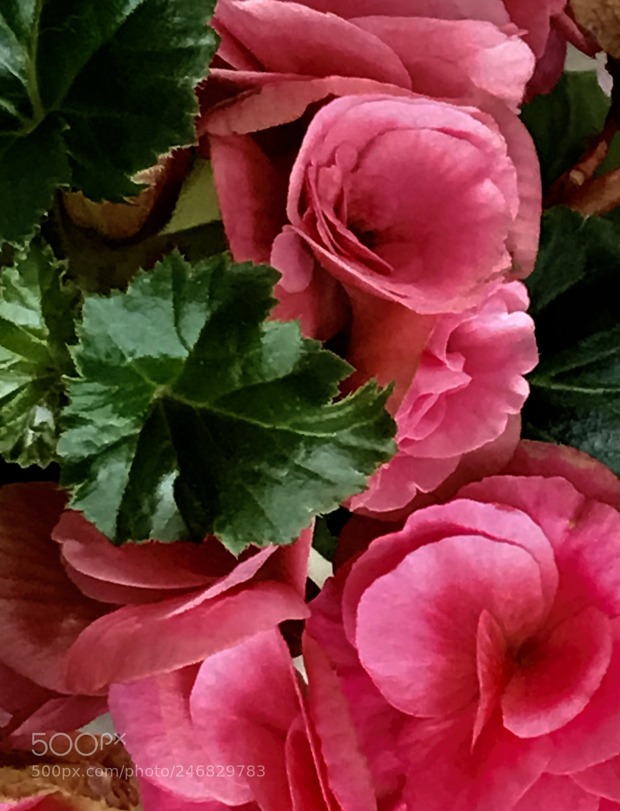 Apple iPhone 7 Plus sample photo. Red photography