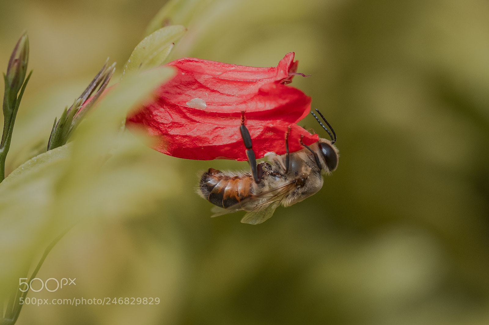 Fujifilm X-T2 sample photo. Working bee photography
