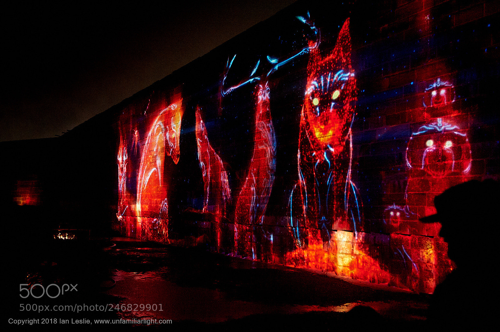 Nikon D700 sample photo. The light animals photography