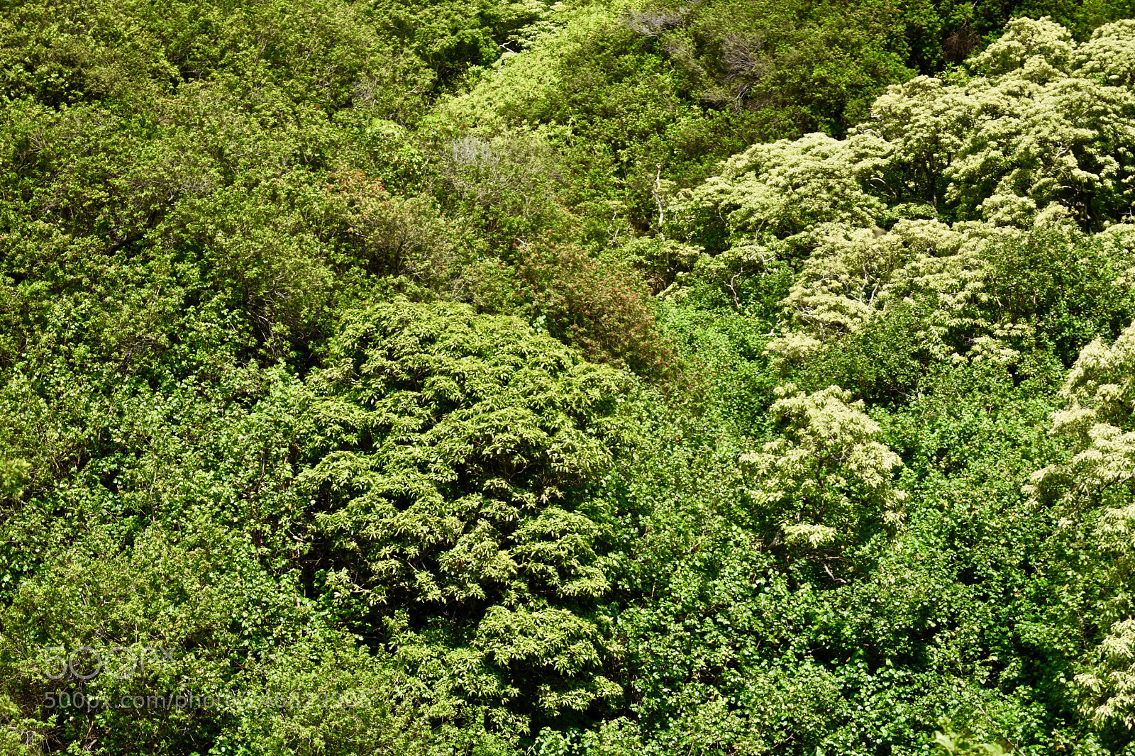 Nikon D3400 sample photo. Feeling the green photography
