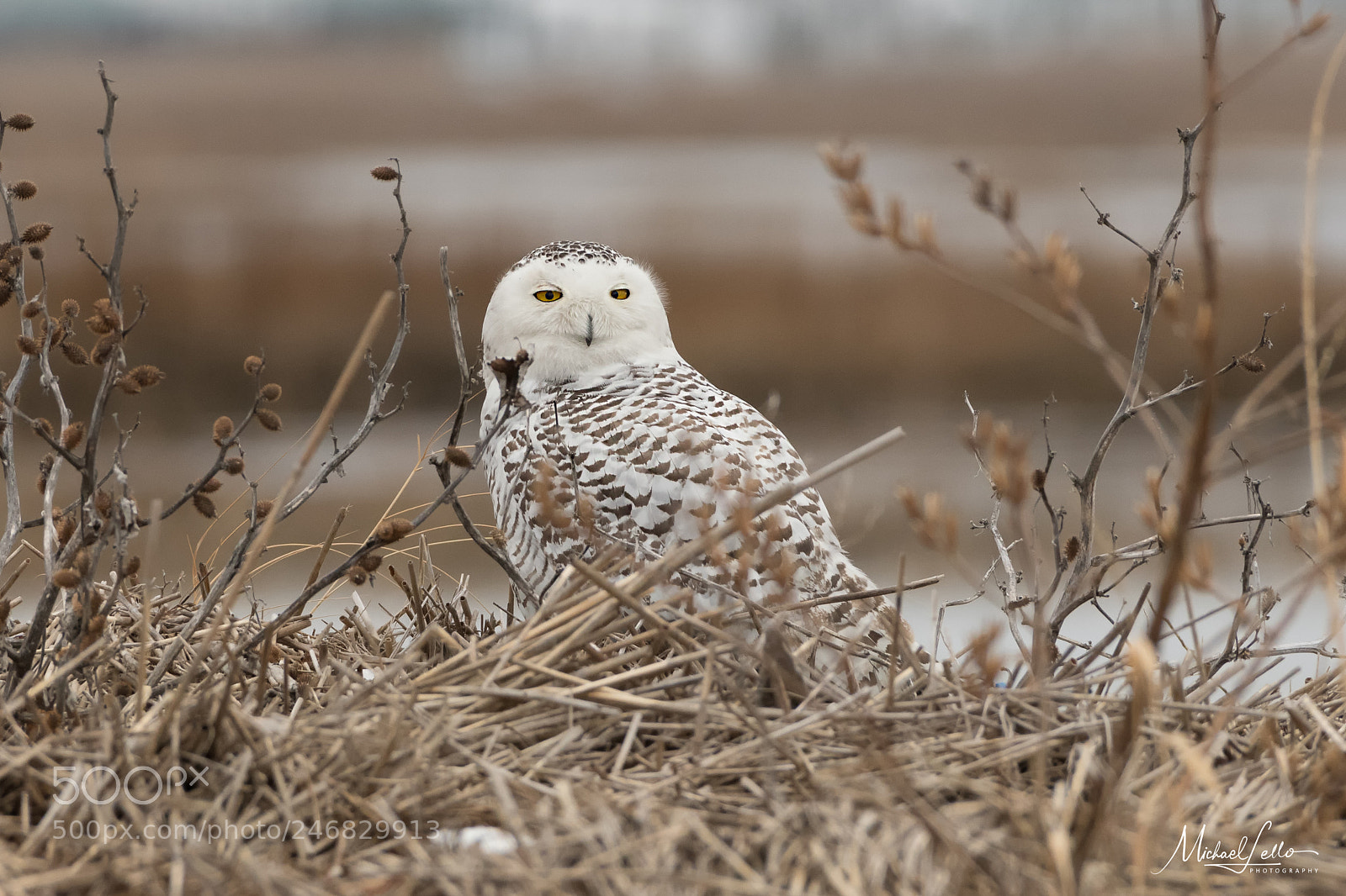 Nikon D500 sample photo. Snowy owl photography