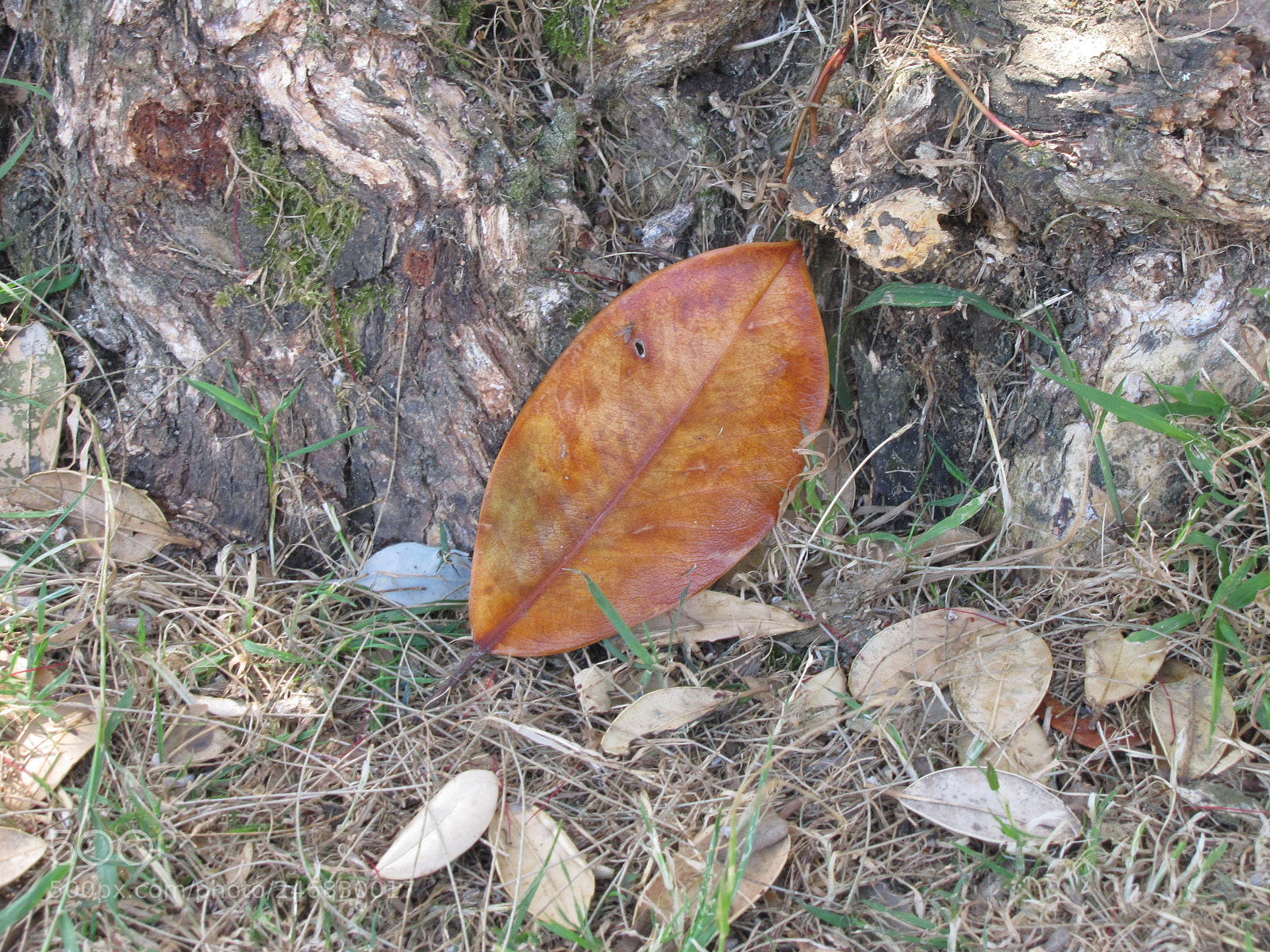 Canon PowerShot SX20 IS sample photo. Big leaf/small leaves photography