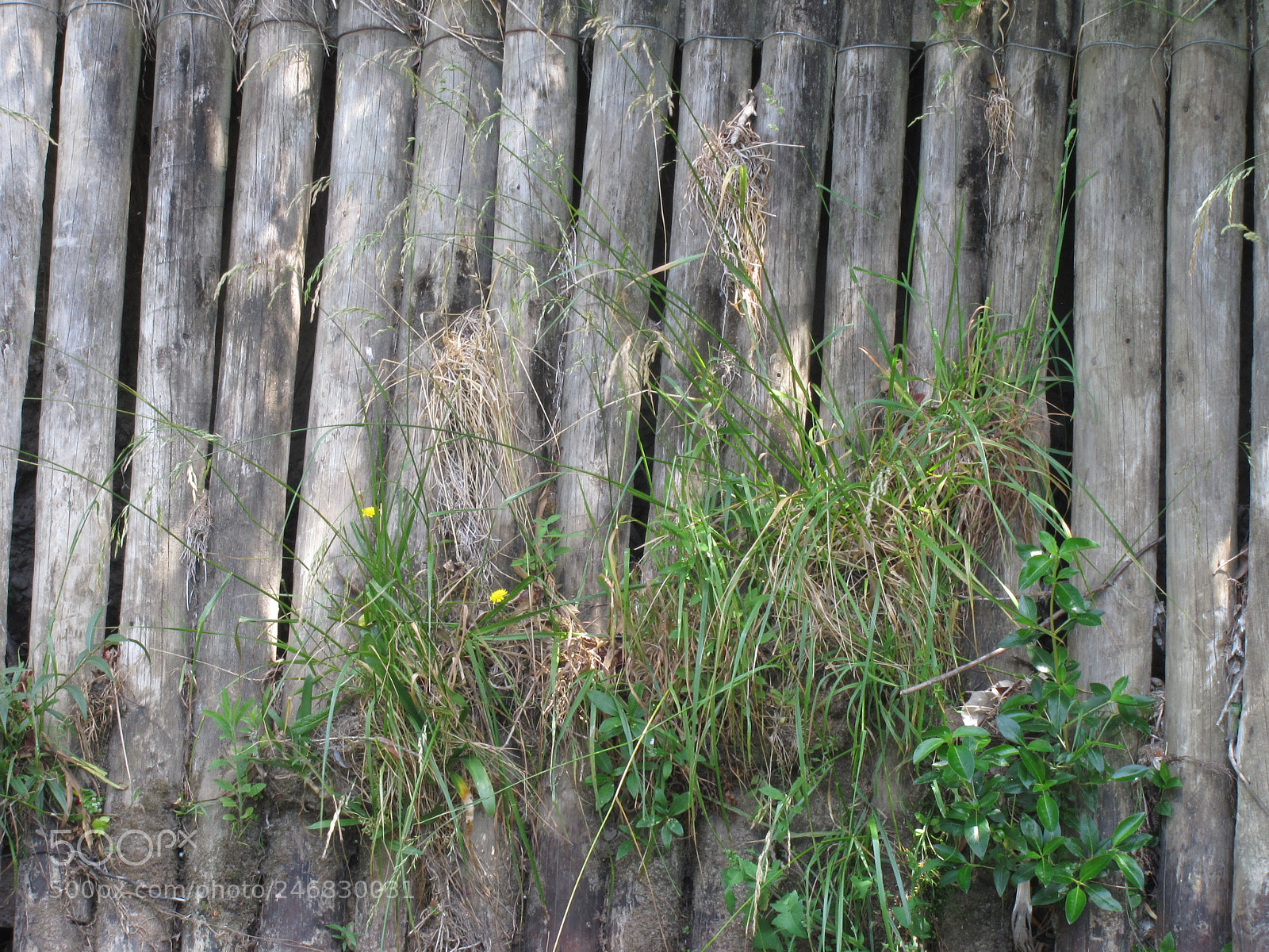 Canon PowerShot SX20 IS sample photo. Patterns photography
