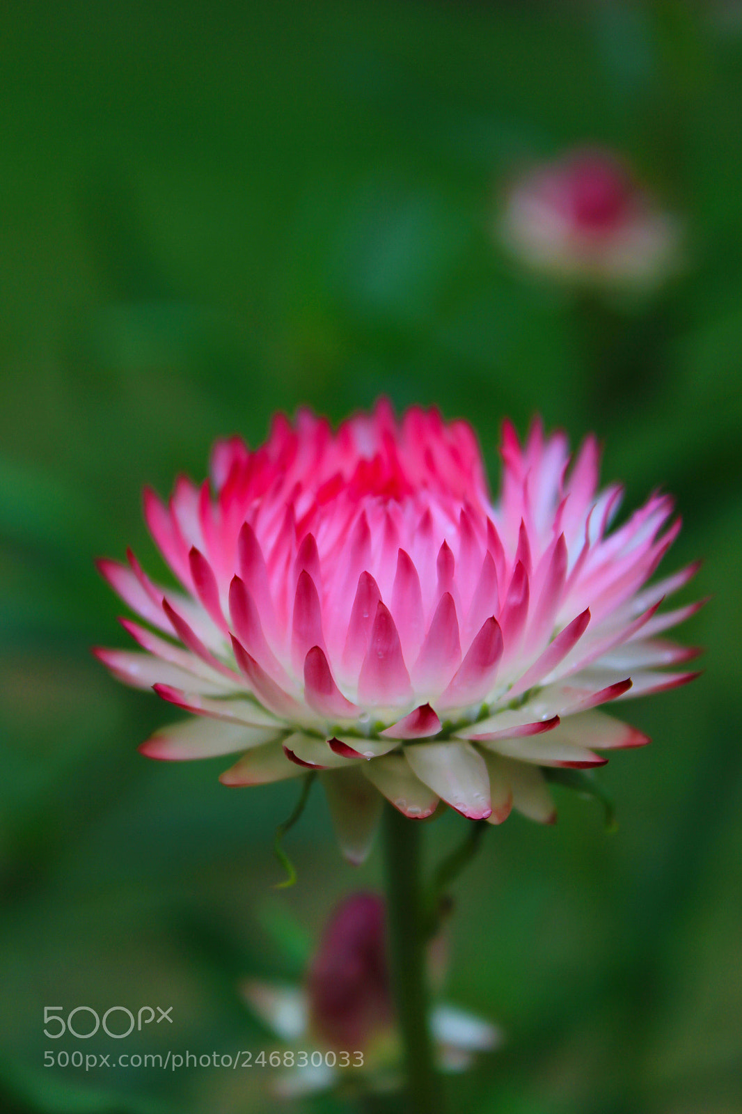 Canon EOS 550D (EOS Rebel T2i / EOS Kiss X4) sample photo. Flower photography