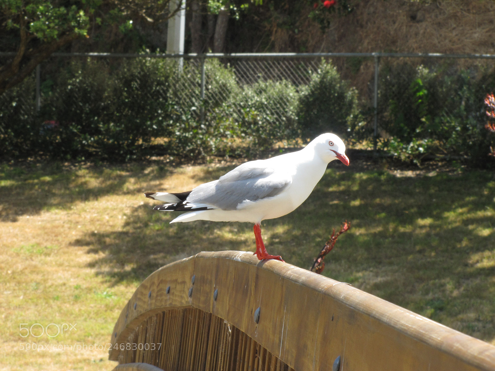 Canon PowerShot SX20 IS sample photo. Staring seagull photography