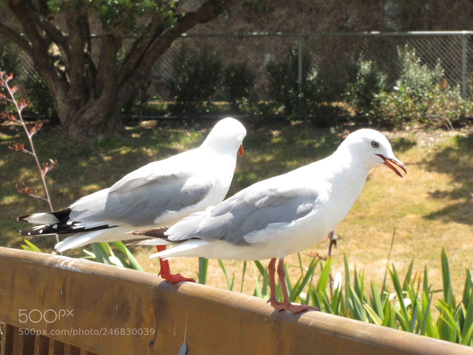 Canon PowerShot SX20 IS sample photo. Pair of seagulls photography